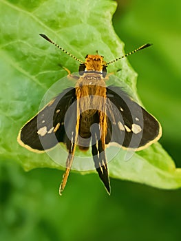 Borbo cinnara photo